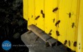 W Białobrzegach pszczoły poczuły wiosnę